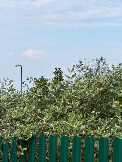 The image depicts an outdoor scene in Oreshniki, Russia, featuring a green metal fence in the foreground. Behind the fence, a dense bush with variegated green and white leaves dominates the mid-ground. Several small, green apples are visible on branches within the foliage, suggesting it might be an apple tree or a similar fruiting shrub. To the left of the bush, a dark lamppost with a distinctive shape stands against a pale blue sky with scattered white clouds. The background consists of more trees and foliage under the sky. No people are present in the image.