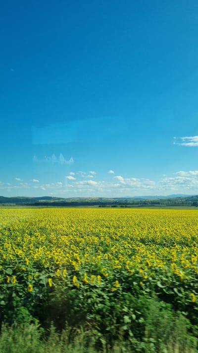 The image depicts a vast, sun-drenched field of sunflowers stretching towards a distant horizon. The sunflowers, with their bright yellow petals and dark centers, create a sea of color that dominates the lower two-thirds of the frame. Their tall green stalks and leaves are visible, creating a dense texture. The field is bordered by a line of trees and rolling hills in the middle ground. The sky above is a clear, vibrant blue with a few scattered white clouds. A faint reflection or text is visible on a glassy surface in the upper portion of the image, suggesting the photo was taken through a window. The overall impression is of a peaceful, rural landscape under a bright, sunny sky. The image appears to be taken from a moving vehicle, as evidenced by the slight blurriness in the foreground vegetation and the dynamic perspective. The specific location is Dănila, Romania.