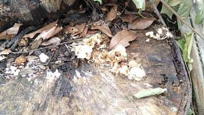 In Meunasahdayah, Indonesia, a close-up shot captures a weathered tree stump covered in decaying organic matter. Several small, white and tan mushrooms are growing on the surface of the stump, interspersed with fallen leaves and twigs. The texture of the wood is rough and marked with the passage of time, while the surrounding environment suggests a natural, possibly damp, setting. The lighting is natural, casting subtle shadows that highlight the contours of the stump and the delicate forms of the fungi.