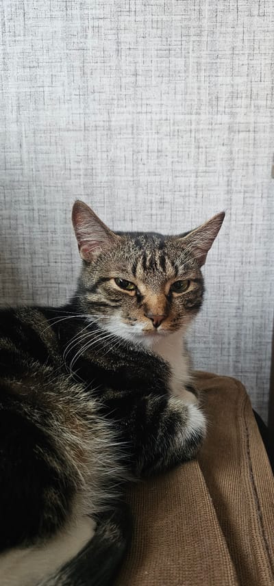 A tabby cat with white fur on its chest and white whiskers is lying down. The cat's eyes are open and it is looking directly at the camera. The background is a textured, light-colored wall. The cat is positioned in the foreground, resting on a brown surface. The image was taken indoors. The city of Paldiski, Estonia, is not visible or implied in this image.