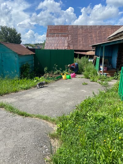 A tabby cat walks on a paved surface in front of a turquoise shed with a weathered brown roof. Behind the shed, a tall green corrugated metal fence separates it from a rustic property with a large, dilapidated brown-roofed building and a blue-painted wooden house with a porch. A woman in a patterned skirt and dark top is visible near the fence, tending to a small garden with colorful watering cans (yellow, green, and pink) placed on the ground nearby. The environment is rural, with overgrown grass and some wildflowers. The sky is partly cloudy with cumulus clouds.