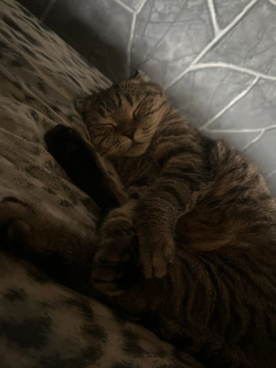 A brown tabby cat is sleeping on a patterned surface. The cat is curled up with its eyes closed. The background is a gray textured surface with white lines. The image is taken from a close-up perspective, with the cat filling most of the frame. The lighting is dim, creating shadows. There is no indication of the location in Feklistovo, Russia, as the image only depicts the cat and its immediate surroundings.