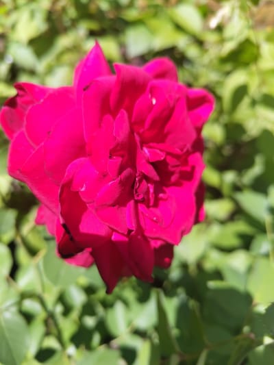 The image shows a close-up, slightly overhead view of a vibrant magenta rose bloom. The rose is in full bloom, with many layered petals that create a sense of depth and texture. The lighting suggests it is daytime, with shadows indicating the direction of the sun. The rose is set against a softly blurred background of green foliage, characteristic of a garden or natural outdoor setting. There is no visible indication of the city of Pionerskii, Russia, or any other specific location. The scene is tranquil and focuses solely on the natural beauty of the flower.