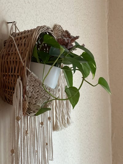 A close-up, eye-level shot shows a potted plant in a woven basket hanging on a textured, cream-colored wall. The basket is circular and made of light brown wicker. A white planter holds a green Pothos plant, with vines cascading down. The planter is partially covered by a cream-colored macrame hanger with wooden beads. A dried flower arrangement is tucked into the top of the basket. The scene is well-lit, likely with natural light, casting subtle shadows. The overall impression is one of indoor decoration.