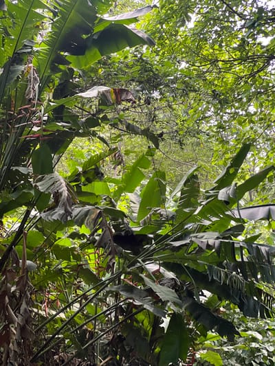 The image shows a dense, green jungle scene with large, broad leaves of banana or similar tropical plants dominating the foreground. The leaves are a vibrant green, some showing signs of age with brown edges or tears. The plants are lush and overgrown, creating a canopy that filters the sunlight. In the background, more foliage and branches are visible, suggesting a dense forest environment. There are no people or man-made structures visible. The scene is outdoors and appears to be in a natural, humid environment. Based on the context provided, this scene is located in El Cacao, El Salvador.