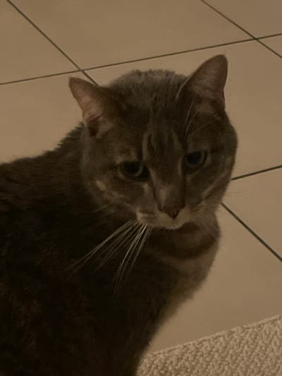 A gray cat lies on its side, head cocked to the left. Its fur is short and sleek. The cat's whiskers are prominent, and its eyes are wide and alert. The background features a light-colored tiled floor on the left and a carpet on the right. The image is dimly lit, giving it a soft and intimate feel.