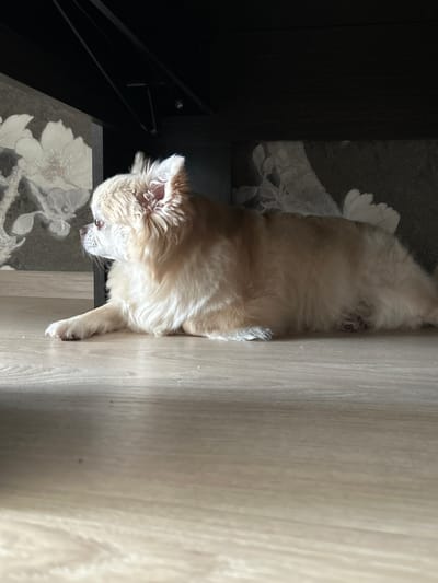 This media file features a light-colored, fluffy dog lying down on a wooden floor. The dog is positioned in the center of the frame, with its body running vertically. Its head is at the bottom of the image, turned slightly to the left, and its eyes are partially closed. The dog's fur is a mix of white and light brown. To the left of the dog, a dark, presumably wooden surface is visible, and on top of it, there's a black and white floral pattern, possibly on a rug or mat. The background on the right is a light-colored wooden floor with visible grain patterns. The lighting suggests it's daytime, with natural light illuminating the scene from the right. The overall mood appears calm and relaxed. There is no visible text in the image.