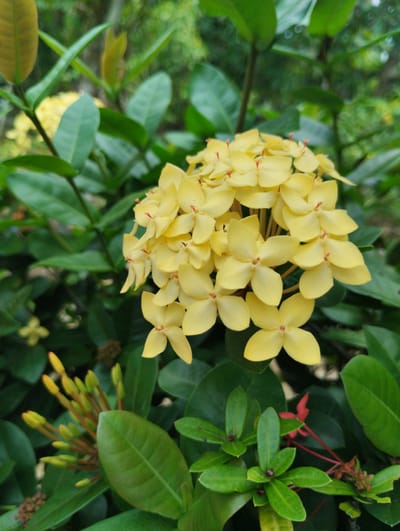 A close-up, eye-level shot showcases a cluster of vibrant yellow ixora flowers in bloom, set against a backdrop of lush green foliage. The flowers are small and star-shaped, with delicate red pistils visible in the center of each bloom. The background is softly blurred, drawing the viewer's attention to the intricate details of the flowers. In the lower left of the frame, a cluster of unopened ixora buds, tinged with yellow, are visible, hinting at future blooms. The overall impression is one of natural beauty and vibrant life. The location is Luengbaro, Indonesia.