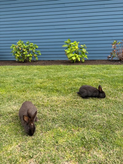 Two rabbits sit in a grassy yard beside a blue house. The grass is short, green, and sunlit. One rabbit is dark gray and sits near the bottom of the frame. The other is black and is closer to the top of the frame. Two green bushes are positioned along the border of the house and the grass. The house has blue horizontal siding.