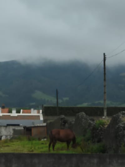 The image depicts an outdoor scene with a brown horse grazing in a grassy area. Behind the horse, there are some buildings with red-tiled roofs and white walls, characteristic of Portuguese architecture. A stone wall or embankment is visible in the foreground. In the background, a dark, misty mountain range is shrouded in clouds, suggesting a cool or overcast day. A wooden utility pole with wires stands to the right of the frame. The overall environment appears rural or semi-rural, possibly on the outskirts of a town or village. The location is identified as Ribeira Seca, Portugal.