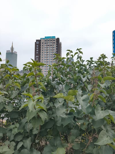 In Harbin, China, a dense canopy of green foliage dominates the foreground of the image, obscuring much of the background. Behind the leaves, a tall, modern building with a patterned facade and a distinctive blue-capped top stands prominently. To the left of this building, another skyscraper with a pointed spire is visible. A blue traffic sign with white markings can be seen on the far right of the image. The sky above is overcast and a pale gray. The image appears to be taken from street level, looking upwards towards the buildings and filtered by the plants.
