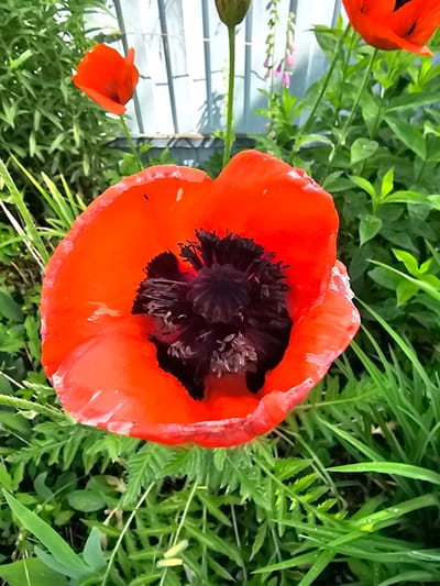 A close-up, eye-level, outdoor shot features a bright red poppy flower in the foreground, its petals slightly crinkled and displaying a deep black center. The poppy is set against a blurred background of green foliage, with hints of pink foxglove flowers and a light-colored fence visible further back. The scene appears to be in a garden or natural setting. The overall lighting suggests it is daytime, with soft light illuminating the flower. The image shows the poppy in Меткомелино, Russia.