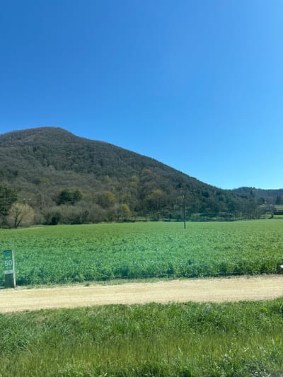 This image displays a rural landscape in La Vall d'en Bas, Spain, under a clear, bright blue sky. A large mountain, densely covered with deciduous trees in various stages of spring foliage (some bare, some showing new green leaves), occupies the background. Below the mountain, an expansive, vibrant green field stretches across the middle ground. A slender, dark utility pole stands vertically within this green field, positioned slightly right of the image center. A light-colored, unpaved dirt or gravel path runs horizontally across the lower middle section of the image, separating the cultivated field from a strip of taller, unkempt green grass in the immediate foreground. On the far left, situated next to the path, a vertical white and green signpost displays the text "KM 50" and "68 m". No individuals, animals, or explicit activities are present in the scene.