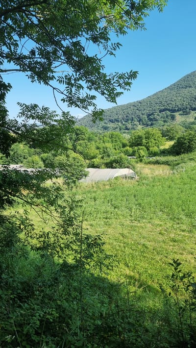 An overhead shot shows a lush green hillside in Sant Joan les Fonts, Spain, on a clear, sunny day. The foreground is dominated by the dark green foliage of trees and bushes, with sunlight dappling through the leaves and casting shadows on the grassy ground below. In the midground, a long, white, tunnel-like structure, likely a greenhouse, is visible amidst a field of vibrant green grass and taller vegetation. Beyond the greenhouse, the landscape rises into a densely forested hill, its slopes covered in a variety of trees that create a textured green expanse against the bright blue sky. The overall impression is one of a tranquil, rural environment.
