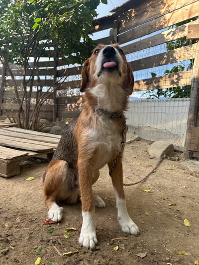 A medium-sized dog with brown, white, and black fur is sitting on dusty ground in an outdoor enclosure. The dog is facing forward and looking upwards with its tongue sticking out. A metal chain is around the dog's neck, attached to a thicker chain that extends out of frame. Behind the dog is a wooden fence constructed of horizontal planks and wire mesh. To the left of the dog, a small wooden structure made of pallets is visible. The ground is covered in dirt, scattered leaves, and a few small stones. A tree with green leaves is growing on the left side of the enclosure. The lighting suggests it is daytime, with shadows cast by the fence and tree. The image was taken in Polenitsa, Bulgaria.