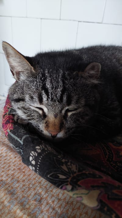 A close-up shot captures a tabby cat sleeping peacefully on a patterned fabric. The cat's fur is a mix of black, gray, and brown stripes, and its eyes are closed. Its head is resting on a cushion or blanket with intricate floral and paisley designs in shades of black, red, and gold. The background is a white tiled wall, suggesting an indoor setting. The image is taken from a low angle, focusing on the sleeping feline. There are no people or specific landmarks visible that would indicate a location within Kamensk-Shakhtinsky, Russia.