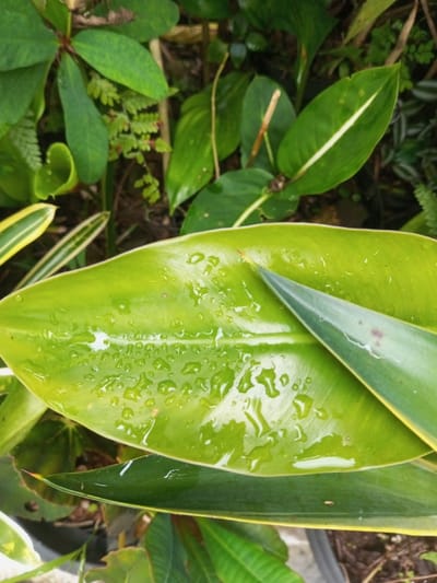 The image displays a close-up view of vibrant green foliage, captured in Pandaria, India. The foreground is dominated by a broad, smooth, bright green leaf heavily laden with numerous clear water droplets of varying sizes, indicating recent moisture accumulation. A narrower, pointed leaf, exhibiting a faint purple discoloration and a yellow margin, partially overlaps the main leaf from the upper right quadrant. In the mid-ground and background, a dense assortment of additional green plant leaves is visible, including broad leaves, smaller fern-like structures, and at least one leaf with a distinct white central stripe. A leaf with yellow variegation is also present on the left side. The environment is lush and verdant, suggesting a garden or natural outdoor setting. No people or animals are present.