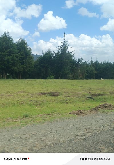 The image displays an outdoor landscape under a bright blue sky punctuated by scattered white cumulus clouds. The foreground consists of a grey-brown gravel path or unpaved road. Immediately beyond the path, a broad expanse of green, uneven grassland occupies the midground, featuring several darker brown patches of exposed earth. A dense treeline of tall, dark green coniferous trees, likely cypress, forms the background, extending horizontally across the frame. A single light-colored animal, possibly a cow, is partially visible standing near the treeline on the right side. A faint, dark mountain peak is discernible behind the trees on the far left. No individuals or prominent human-made structures are visible. The scene is located in Kitengela ward, Kenya.