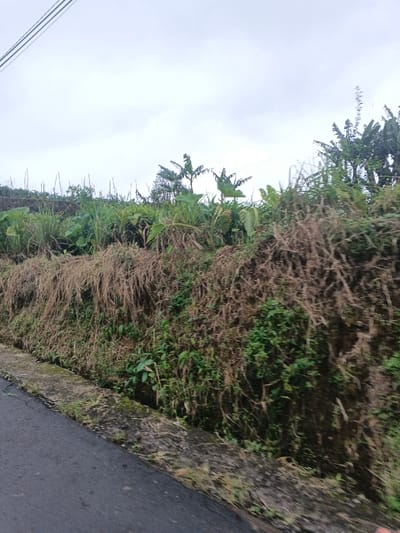 The image displays a roadside scene, likely in a rural or semi-rural area. In the foreground, a dark asphalt road occupies the bottom left, bordered on its right by a concrete curb partially covered with moss and sparse vegetation. Immediately beyond the curb, an earthen embankment rises, covered predominantly by dense, dry, brownish-yellow grass-like vegetation, with patches of greener, leafy plants interspersed, particularly towards the base and right side. In the midground, atop and behind the embankment, a variety of lush green vegetation is visible, including broad-leafed plants, tall grasses, and several banana trees with their characteristic large leaves. The background consists of a uniformly overcast, light grey sky. No people, animals, buildings, or other significant man-made objects are present, apart from the road and curb. The specific location within Masaiti, Zambia, cannot be determined from the visual information provided.