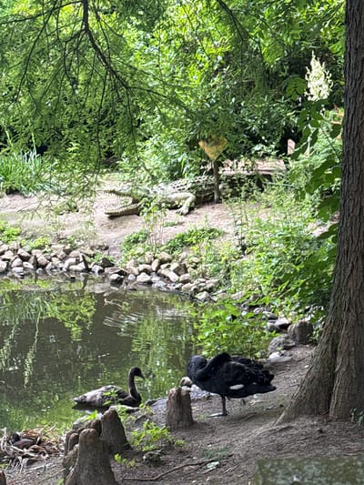 The image depicts a naturalistic enclosure at the Zoo in Bassum, Germany, featuring a pond with two black swans and a crocodile exhibit. In the foreground, a black swan stands on one leg on a muddy bank, preening its feathers. To the left, another black swan swims in the murky water of the pond. In the background, a crocodile, appearing to be a statue or animatronic, lies on a rocky ledge next to a wooden structure, with lush green foliage surrounding the exhibit. The scene is dominated by natural elements, including trees, rocks, and water, creating a serene yet wild atmosphere.