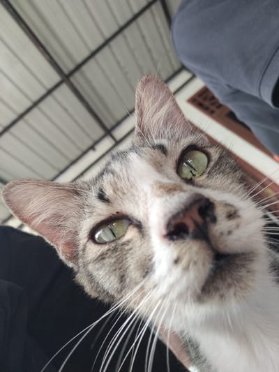 A low-angle, close-up shot shows a tabby cat's face from the nose to its ears. The cat's eyes are green with vertical pupils, and its nose is dark pink. The cat's fur is a mix of gray, white, and black. Its whiskers are long and white, fanning out from its snout. The background consists of a gray corrugated metal ceiling with intersecting beams and a person wearing a gray hoodie. A sliver of what appears to be a wooden door frame is visible to the right of the cat. The scene is indoors, under a roof, possibly a house or a shelter, located in Tanjongteungkuali, Indonesia.