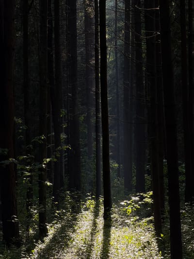 The image depicts a dark forest scene, likely in Troitsk, Russia, based on the prompt. Parallel dark tree trunks dominate the view, positioned horizontally. Light penetrates the forest on the right side of the image, illuminating green foliage and casting shadows. Some trunks show sparse twigs and branches. There is a visible gradient of light, with the left side of the image shrouded in deeper shadow, where tree trunks are dimly lit. The central area has a hazy appearance. The composition emphasizes the density and linear arrangement of the trees, creating a sense of depth.