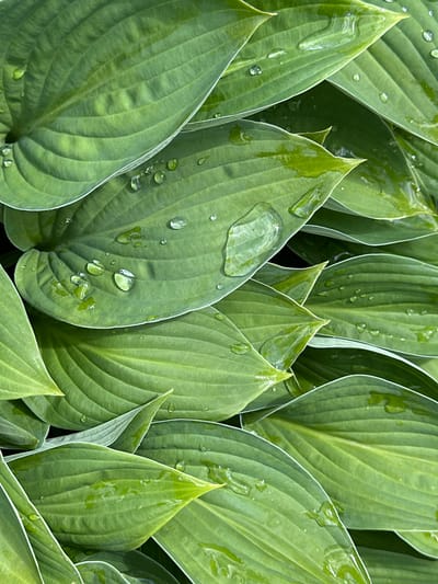 This media file is a close-up, top-down view of a cluster of large, green hosta leaves after a rain. The leaves are overlapping and densely packed, creating a lush, textured surface. Many of the leaves are adorned with clear water droplets of various sizes, some clinging to the surfaces and others appearing to have recently fallen, still holding their spherical shape. The veins of the leaves are clearly visible, adding to the natural pattern. The lighting suggests it is daytime, and the presence of the water droplets indicates recent rainfall or dew. The scene is a natural outdoor setting, likely a garden or a shaded area where hostas thrive. There is no visible text in the image. The overall impression is one of freshness, natural beauty, and the quiet aftermath of rain. The setting is specified as Mikhailovsky, Russia.