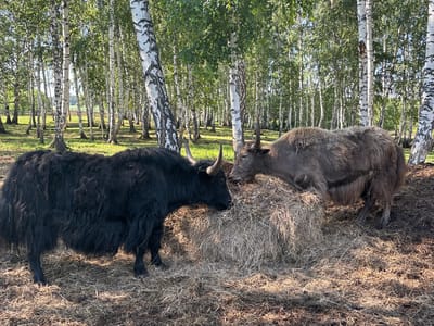 Two yaks are in a wooded area with birch trees. The yak on the left is black and the yak on the right is brown. Both yaks are facing a large pile of hay and appear to be eating from it. The ground is covered in dry grass and straw. In the background, there is a wooden fence. The scene is illuminated by sunlight filtering through the trees. This image was captured in Startsevo, Russia.