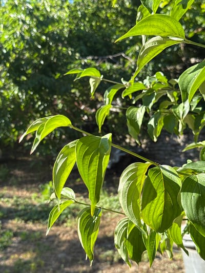 The image shows a close-up view of vibrant green leaves on a tree branch, illuminated by sunlight which creates highlights and shadows. The background is softly blurred, featuring more foliage and a hint of a stone wall, suggesting an outdoor setting in a garden or natural area. The scene is devoid of people, actions, or interactions, focusing solely on the botanical subject and its environment. The location is identified as Slavyani, Bulgaria.