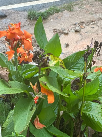 This image depicts an outdoor scene in Ban Paem Bok, Thailand, characterized by wet conditions. The foreground is occupied by several green-leafed plants, primarily featuring multiple vibrant orange Canna lily blooms and developing buds. Water droplets are present on the broad green leaves and petals, indicating recent precipitation. Some of the flowers exhibit signs of wilting or minor damage. In the background, a muddy, unpaved ground surface is visible, through which a shallow stream of water is flowing, carrying loose soil and small stones. A thin strip of green grass grows along an elevated edge in the upper background, adjacent to what appears to be a partially visible paved surface with a faint white line. No individuals or animals are present in the frame.
