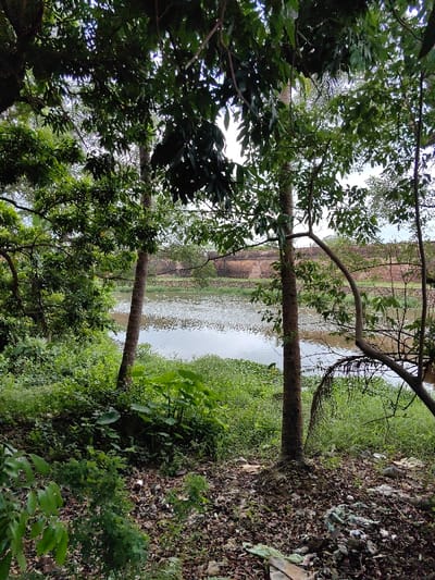 The image depicts an outdoor scene in Phú Xuân Ward, Vietnam, overlooking a segment of the moat and exterior wall of the Huế Imperial City. In the foreground, the ground is covered with dark soil, an accumulation of brown fallen leaves, and scattered white and light-colored plastic debris. Two slender, bark-covered tree trunks rise vertically from the lower portion of the frame, partially framing the view. Dense green undergrowth, including several large-leafed plants, occupies the area closer to the water's edge.

The midground features a still body of water, likely a moat or canal, reflecting a grey sky. Its surface is extensively dotted with numerous small, light-colored floating objects or vegetation, creating a textured appearance. Across the water, the far bank is lined with additional green foliage.

In the background, a long, weathered wall constructed of reddish-brown bricks or stone extends horizontally across the frame, partially obscured by trees and distant vegetation. This structure is consistent with the fortifications of the Huế Imperial City. The upper portion of the scene reveals a light, overcast sky visible through and above the tree canopy. No individuals, animals, or discernible actions are present in the image.