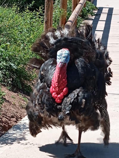 A large, dark-feathered turkey stands on a concrete path in an outdoor setting. The turkey has a prominent red wattle and a blue head. Lush green vegetation is visible behind the turkey to the left, and a wooden structure runs along the path on the right. The ground on the left side of the path is dirt. The scene is well-lit, suggesting daylight. The location is Chinarkent, Uzbekistan.