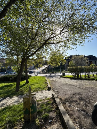 The image shows a street scene in Topoli, Bulgaria. A tree with fresh green leaves is prominent on the left side of the frame, partially obscuring the sun. To the right of the tree is a sidewalk, a grassy area, and a road. A metal trash bin with peeling green paint is located next to the sidewalk. Further down the road, several cars are parked, and buildings are visible in the background. The sky is clear and blue.
