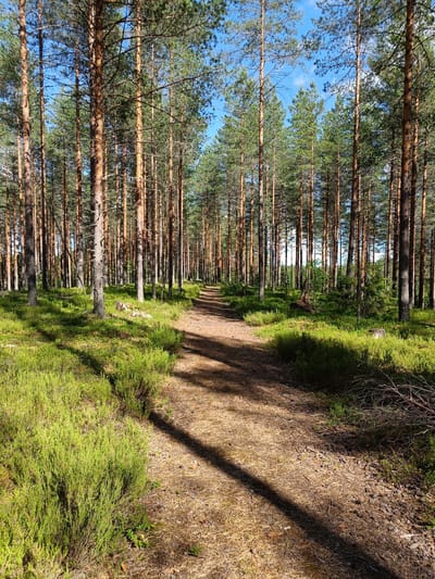 This image depicts a sunlit forest path in Tuusniemi, Finland. The scene is dominated by tall, slender pine trees with reddish-brown bark, their needles forming a dense green canopy overhead. Sunlight filters through the trees, casting long shadows across the sandy path, which is covered with fallen pine needles and small branches. The ground beside the path is carpeted with low-lying green vegetation, likely heather or moss, which is vibrant and lush, indicating a healthy forest ecosystem.
The time of day appears to be late morning or early afternoon, given the strong sunlight and the angle of the shadows. The sky above is a clear blue with a few wispy white clouds, suggesting fair weather. There are no people or animals visible in the image, giving the scene a sense of solitude and tranquility. The overall atmosphere is peaceful and natural, evoking the quiet beauty of a Finnish forest. The presence of mature pine trees and the specific type of undergrowth suggest a boreal forest environment. There is no visible text in the image.