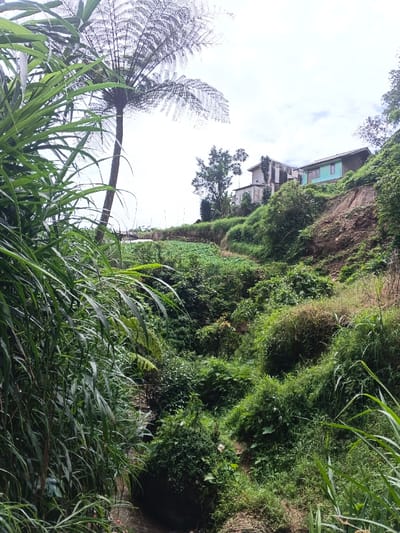 Lush green vegetation dominates the landscape, featuring tall grasses and a distinctive fern tree. A ravine with dense foliage descends towards a stream. In the background, houses sit atop a hill, bordered by cultivated land and a visible eroded slope. The sky is overcast, casting a soft light over the scene.