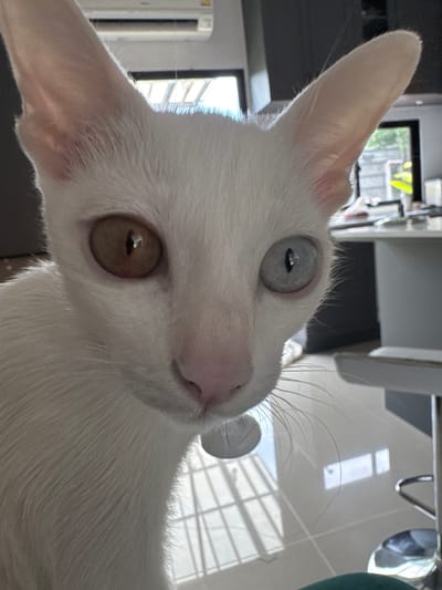 The image is a close-up, eye-level, portrait of a white cat with heterochromia, meaning its eyes are different colors. The cat's left eye is a light blue-grey, and its right eye is a light brown. Its ears are large and pointed. The cat has a pink nose and long white whiskers. It is wearing a light-colored collar. The background is blurred, but appears to be an indoor setting with bright lighting, possibly a home or office. Reflective flooring is visible, suggesting a tiled surface. The overall impression is a candid shot of a domestic cat. The specific location in Bang Rak Yai Subdistrict, Thailand, is not discernible from the visual information provided in the image.