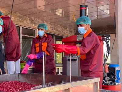 The image depicts an indoor or semi-open processing facility in Sard-E 'olya, Afghanistan, where individuals are engaged in fruit processing. At least three people, presumably workers, are visible, all wearing matching maroon protective suits with orange sections, light blue disposable face masks, and green or blue hairnets.

In the foreground, a large, rectangular metallic trough is filled with a substantial amount of small, crimson granular pieces, strongly resembling pomegranate arils. The worker on the right, facing away from the camera, wears bright red protective gloves and appears to be interacting with the contents of the trough or the adjacent machinery. Another worker stands slightly behind and to the left, also attending to the trough, distinguished by their vibrant pink and purple protective gloves. A third worker is partially visible on the far left.

To the right of the foreground worker, a red industrial machine with cables and tubing is prominently featured. A white circular logo on this machine reads "Azar Industrial Co. LTD." with a web address starting "www.azar..." below it. Further back on the right, a blue industrial pump or motor with attached gauges and pipes is visible.

The background shows a simple ceiling with square tiles and what appear to be windows or partitions, suggesting a functional, industrial workspace. The overall scene conveys a focused activity of processing agricultural products, specifically pomegranates, under hygienic conditions, likely during daytime hours given the general illumination.