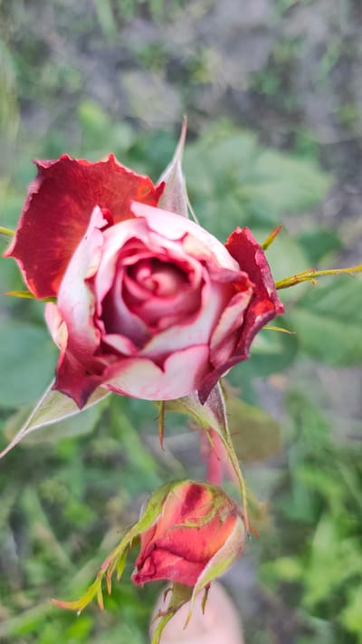 This is a close-up, eye-level, outdoor shot of two roses in a garden setting. The main subject is a partially opened rose in the foreground, its petals a gradient of deep red at the edges fading to a soft pink and white towards the center. The rose has a tight, spiraling bloom. To the right, slightly out of focus, is a rose bud, its petals a vibrant red with green sepals. The background consists of blurred green foliage, suggesting a garden or natural environment. The lighting appears to be natural daylight, with soft illumination. The overall mood is serene and natural, focusing on the delicate beauty of the flowers. There is no visible text. The location context is Zhytomyr, Ukraine.