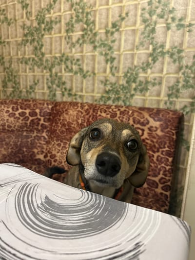 This image depicts an indoor scene in Lyaskovets, Bulgaria. The primary subject is a small to medium-sized dog, observed from a low angle, peering over a surface in the foreground. The dog has a mixed-color coat, predominantly brown and tan with darker accents, a black nose, and dark, alert eyes reflecting ambient light. An orange collar is visible around its neck.

In the immediate foreground, obscuring the lower portion of the dog's body, is a flat surface, likely a table, covered with a light-colored textile. This textile features a distinct pattern of concentric grey and black brushstroke-like swirls.

Behind the dog is a padded backrest, possibly part of a couch or chair, upholstered in a fabric displaying a prominent dark brown and tan leopard print pattern.

The background consists of a wall covered with wallpaper. The wallpaper features a light beige or off-white grid or trellis pattern, overlaid with a scattered design of green leaves or vines. The overall lighting is diffuse and consistent.