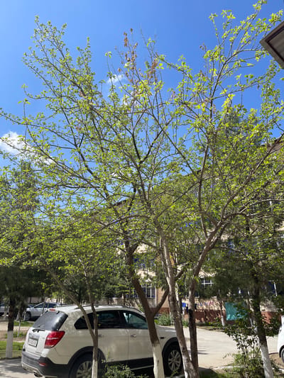 The image depicts a street scene in Navoiy City, Uzbekistan, during daytime. The sky is blue with scattered white clouds. In the foreground, there are trees with fresh green leaves, suggesting it might be spring or early summer. The trees are adjacent to parked vehicles, including at least two SUVs, one white and one grey. In the background, there are multi-story buildings with windows, which indicate the urban environment. The general impression is a residential or commercial area in the city.