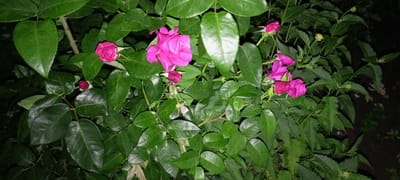 In Kirsanov, Russia, a close-up, full-frame shot captures a dense cluster of vibrant green rose leaves and several pink rose blooms and buds. The lighting suggests it may be dusk or night, with some areas of the foliage in deep shadow. The focus is on the natural beauty of the rose bush, with no people or man-made objects visible in the frame. The scene is still and peaceful, showcasing the delicate texture of the petals and the rich green of the leaves.