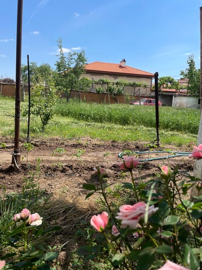 The image depicts a garden scene in Starosel, Bulgaria. In the foreground, a rose bush with pink flowers is prominent. Behind the rose bush, a cultivated garden plot is visible, with rows of plants, possibly vegetables. The garden appears to have a simple irrigation system with blue piping. In the background, a house with a red tile roof is seen, and a car with a red hood. The sky is blue, indicating fair weather. Wooden poles, likely part of a fence or support structure, are also present.