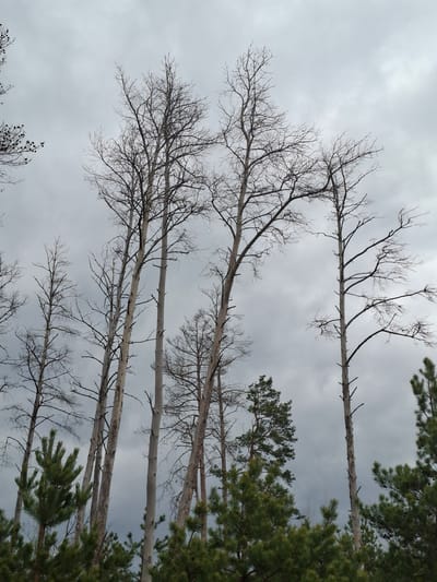 The image captures an upward view into a forest, dominated by the stark silhouettes of trees against a cloudy sky. The main subjects are numerous trees, primarily tall deciduous ones that are bare of leaves. These trees feature light-colored, smooth trunks, and an intricate network of dark, slender branches that extend horizontally across the frame, creating striking patterns against the overcast background. Their leafless state suggests either late autumn, winter, or early spring.

Interspersed with these bare trees, particularly along the right side and bottom right of the image, are evergreen coniferous trees. These are easily identified by their dense, dark green, needle-like foliage, offering a vivid color and texture contrast to the starkness of the bare branches.

The setting is a woodland or forest, with the sky appearing as a vast, gray, and uniformly cloudy expanse, indicating overcast weather. There are no signs of direct sunlight. No activity is taking place, and no people or animals are visible; the scene is static, focusing entirely on the natural environment. The time of day is daytime, given the general light levels, but the heavy cloud cover prevents a bright appearance. There is no visible text in the image.