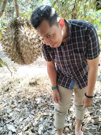 The image depicts a man standing outdoors near a durian fruit tree in Kilometer Delapan, Indonesia. The man, wearing a plaid shirt and khaki pants, is looking down at the durian fruit. The ground is covered with fallen leaves and dry grass, suggesting a rural or natural setting. Sunlight filters through the trees, casting shadows and creating a dappled effect on the scene. The man appears to be the sole subject in the image, and his focus is on the durian fruit.