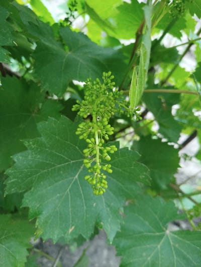 The image shows a close-up of a grape vine with developing grape clusters and large green leaves. The focus is on a bunch of small, green, undeveloped grapes hanging from the vine. The background consists of more green leaves and some out-of-focus elements, suggesting an outdoor environment. The image appears to have been taken in Ceadîr-Lunga, Moldova, in a natural setting such as a garden or vineyard. There are no people or animals visible in the image. The overall lighting is natural, indicating daytime.