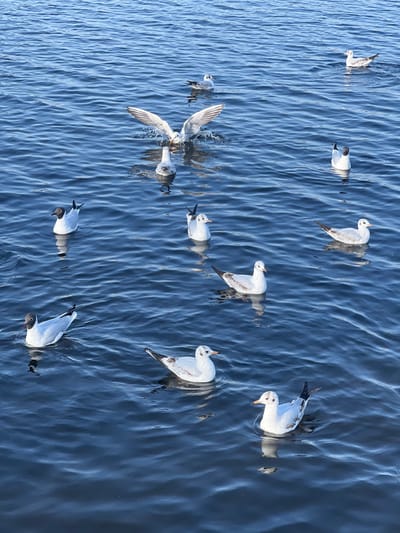 The image displays thirteen gulls on a body of calm, blue-grey water in Lurgan, United Kingdom, likely Lough Neagh or Lurgan Park Lake. In the upper-middle section, one gull is captured mid-action with wings extended upwards and outwards, creating a visible splash pattern on the water surface, indicative of landing or vigorous bathing. Two gulls, located in the lower-left and mid-left, exhibit distinct dark heads. The remaining eleven gulls possess white heads, some with subtle dark markings near the eyes. All gulls are afloat, distributed across the frame on the subtly rippled water surface under ambient daylight. No human subjects or man-made objects are visible.