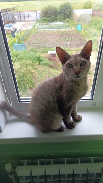 A domestic shorthair cat with light brown, wavy fur sits on a white windowsill. The cat is facing the camera with its head turned slightly to its right. Its ears are large and pointed, and its green eyes are wide open. The cat's tail is curled around its body. Behind the cat, a window offers a view of a rural landscape with a garden, a greenhouse, and some trees. A white radiator is visible below the windowsill. The scene appears to be in Anuddinovo, Russia, based on the provided context.
