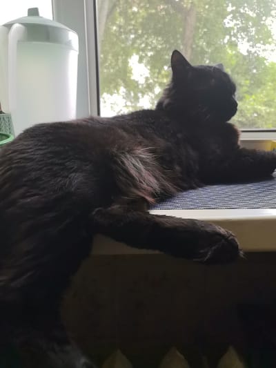 A long-haired black cat is lying on a blue woven mat on a windowsill, looking out a window at trees. To the left of the cat is a white and green pitcher. The scene appears to be indoors in a residential setting, possibly a kitchen or living room. The weather outside appears overcast or shaded, as indicated by the soft light filtering through the trees. The image does not provide any specific location details for Pervouralsk, Russia.