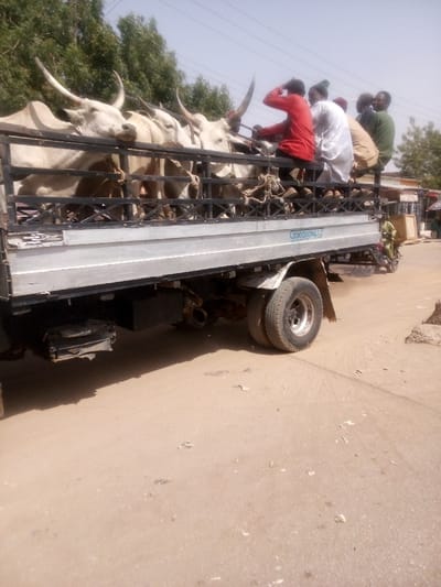 A silver-grey flatbed truck is observed on an unpaved, sandy dirt road in Zango, Nigeria, under bright daylight conditions. The truck bed contains at least five light-colored cattle with prominent horns, secured by ropes. Five adult males are seated on the upper edges of the truck bed, facing away from the camera. One male on the far left wears a red shirt, followed by individuals in a white robe, a light brown tunic, and a green tunic. The truck features black metal railings enclosing the bed and has dual rear wheels on the visible side. The word "GOODWILL" is partially visible on the side of the truck bed. In the background, sparse green foliage is present on the left, while indistinct structures resembling buildings or stalls line the right side of the road. A sixth individual on a dark-colored motorcycle is partially visible behind the truck on the right.