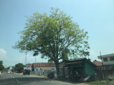This image presents a bright, sunny roadside scene in Gampongrayadagang, Indonesia, likely captured from a moving vehicle. The primary subjects include a prominent tree, a roadside stall, and various vehicles and buildings along a paved road.

A large, mature tree with a broad canopy of light green foliage stands centrally, casting shade over a small, rustic roadside stall positioned directly beneath its branches on the right side of the road. The stall is constructed with light blue-green wooden walls and a rusty corrugated metal roof. A bunch of bananas hangs near its entrance, and several tables or display stands are set up, indicating it is a functioning shop. A person is partially visible within or near the stall, and a motorcycle is parked beside it.

The road in the foreground appears to be asphalt, with a faint white dividing line visible. Traffic is present, with a white car and smaller vehicles (likely motorcycles) moving away in the distance on the left. A dark-colored truck, possibly laden with covered cargo, is also seen moving away on the right side of the road.

In the background, a mix of residential and perhaps commercial buildings lines the road. On the left, several houses with white walls and reddish-brown corrugated metal roofs are visible behind the tree. Further back on the left, a tall, slender cell tower or antenna structure stands out against the sky. On the right, beyond the stall, a larger, light-colored building with multiple windows can be seen, alongside some palm trees.

The time of day is clearly daylight, likely midday or early afternoon, given the bright, clear light blue sky with only a few wispy clouds. The weather appears sunny and calm. A sign hanging from the tree or near the stall is partially legible, displaying the word "WARUNG" at the top, followed by what appears to be a name (possibly "BUDI"), and the numbers "8.00 - 18.00," likely indicating operating hours.